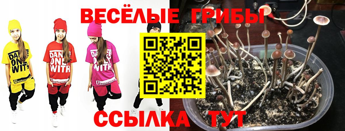 Галлюциногенные грибы GOLDEN TEACHER Татарск